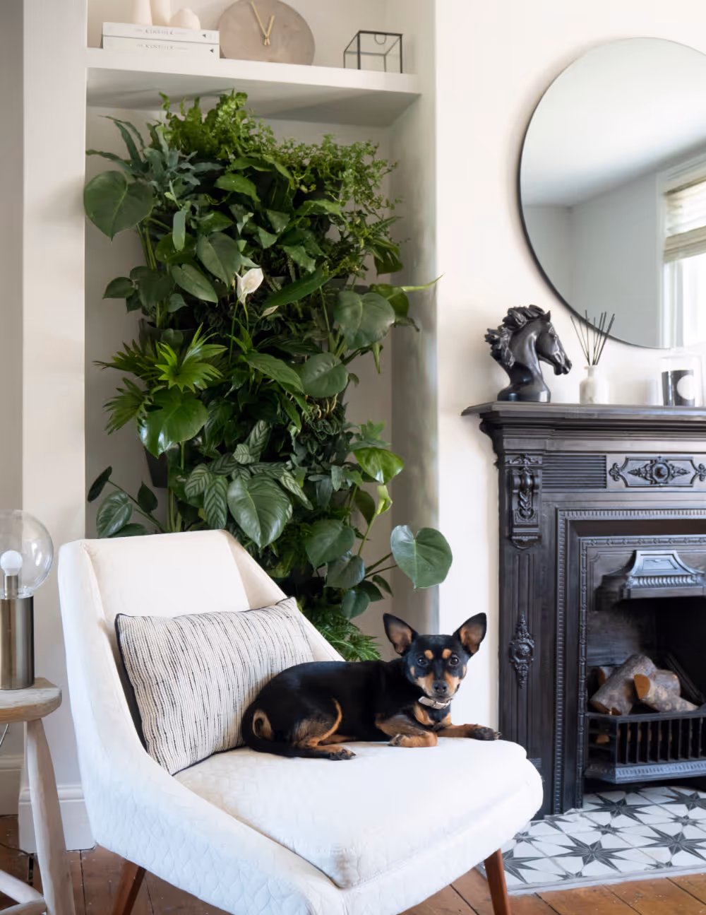 A white living room with a black cast iron fireplace, a living wall and a small black dog on a white armchair.