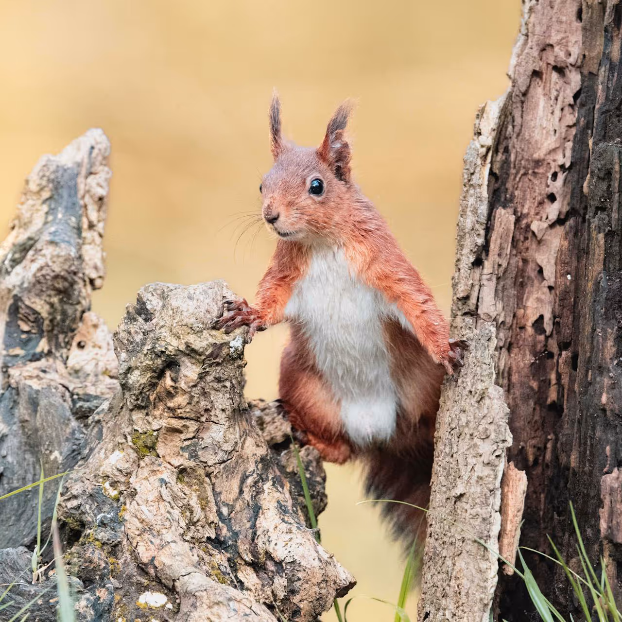 A red squirrel on a tree trunk