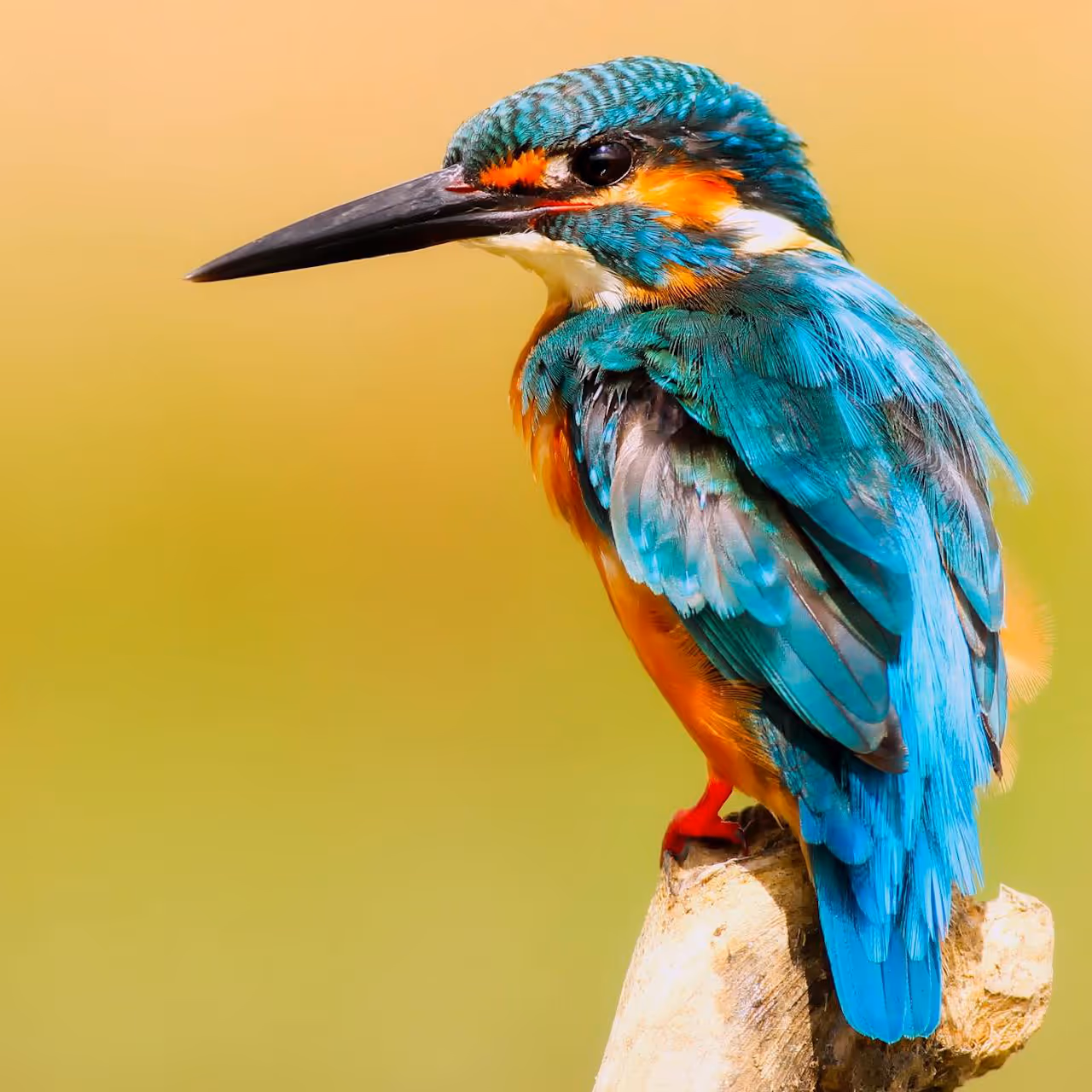 A kingfisher perched on a branch