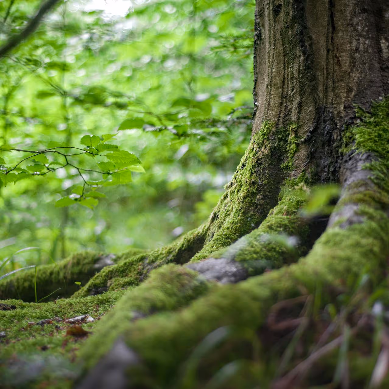  A close up shot of the mossy base of a tree trunk in a shaded forest.